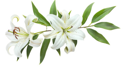 Delicate white lilies blooming on transparent background © pngcorner