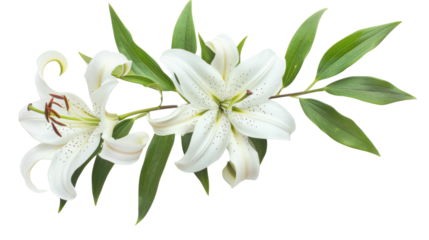 Delicate white lilies blooming on transparent background