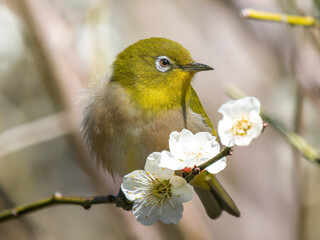 梅の花にとまるメジロ