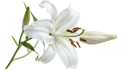 Fototapeta premium White lily blooming with bud and stem on transparent background