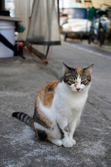 cat on the street