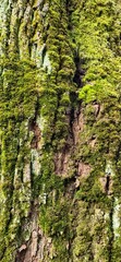 Tree bark with moss - natural texture