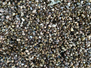 Pattern of shells on the river bank