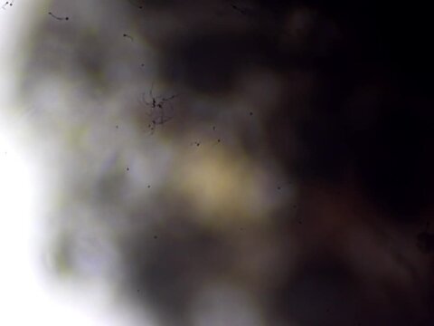 Plaster bagworm or Household casebearer a moth larvae protective case under microscope