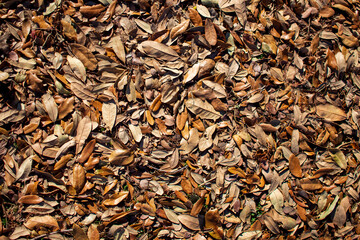 dry leaves texture background