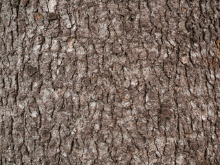 tree bark texture only