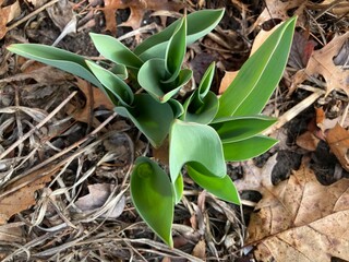 tulip leaves in spring