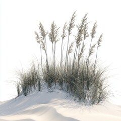 Coastal dune grass cluster