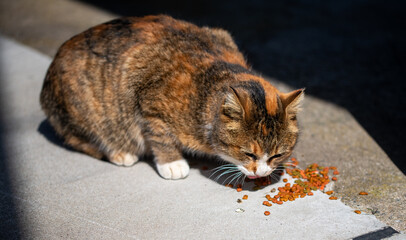 焦げたパンのような毛並みの母さん猫