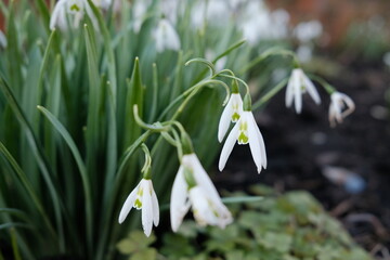 snowdrops in the forest