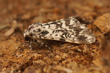 Closeup on the black arches tussock moth, Lymantria monacha, sitting on wood