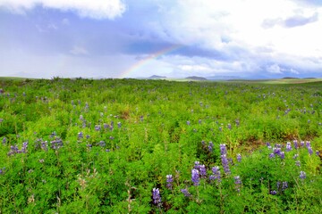 prati con fiori viola e l'arcobaleno in islanda