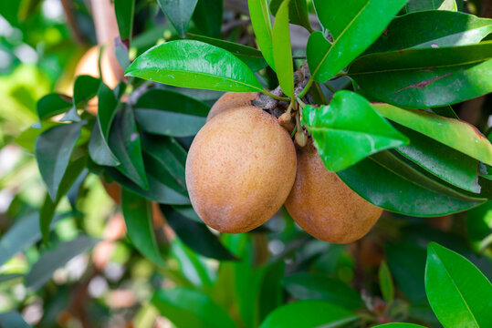 sapodilla, the fruit has a sweet fresh taste on sapodilla tree, sapodilla plum in the garden fruit