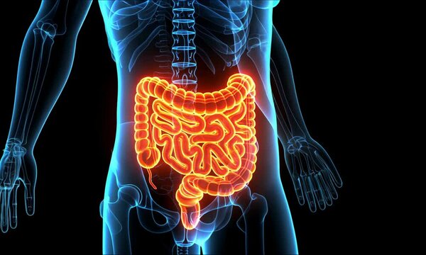 Human Anatomy digestive system glowing intestines x-ray 3d Medical illustration, bowel diseases, gut health