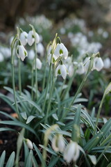 snowdrops in the forest