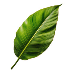 Fototapeta premium The leaf is crafted from lush tropical leaves, forming its shape while preserving natural textures, veins, and vibrant hues. Perfect for eco-friendly, botanical, or tropical designs