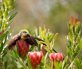 Cape Sugarbird, male, ( Promerops cafer ), sitting on emerging protea flower bud, with wings spread out and long beak open, Cape Town, South Africa