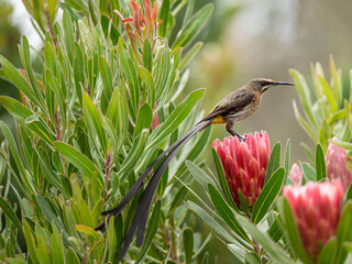 Cape Sugarbird, male, ( Promerops cafer ), sitting on protea flower looking to the right, with long tail visible. Cape Town, South Africa