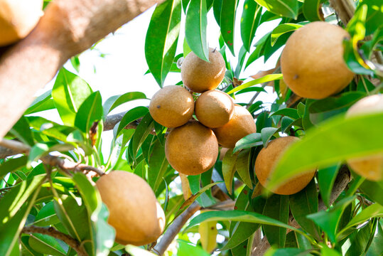 sapodilla, the fruit has a sweet fresh taste on sapodilla tree, sapodilla plum in the garden fruit