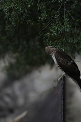 Red tail hawk perching on fence