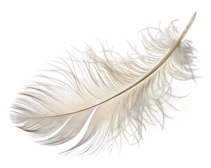 Obraz premium Soft White Bird Feather Isolated on White Background