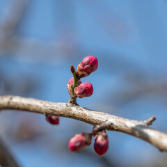 紅梅の蕾