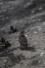 Hawk perching ready to hunt prey