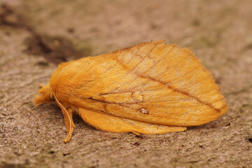Closeup on the yellow colored Drinker moth, Euthrix potatoria, sitting on wood