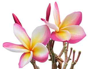 pink frangipani flower
