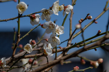 白梅
