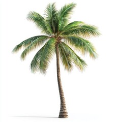 Tropical palm tree against white background. Lush green fronds and a slender, light brown trunk.  Perfect for design or illustrative use