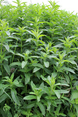 Long-leaved mint (Mentha longifolia) grows in nature