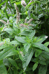 Long-leaved mint (Mentha longifolia) grows in nature