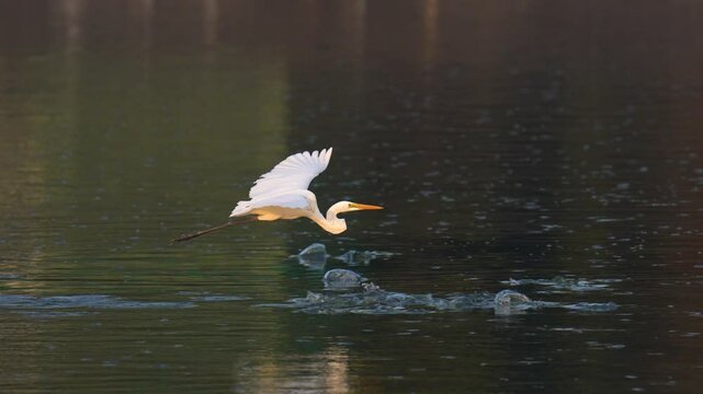 Great White Egret (Ardea alba)birds fly over the water surface.