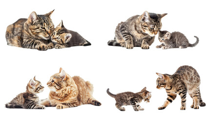 A mother cat and her kitten playing together isolated on transparent background, detailed photo, png 