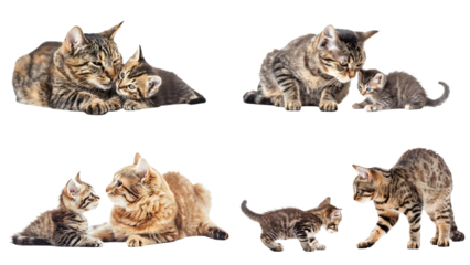 A mother cat and her kitten playing together isolated on transparent background, detailed photo, png 