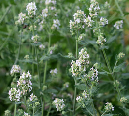Flowering lemon balm (Melissa officinalis) flowers