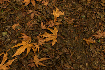 Background of fall (autumn) colored leaves fallen on ground