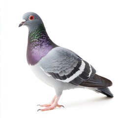 Obraz premium pigeon side view isolated on a white background. Urban bird