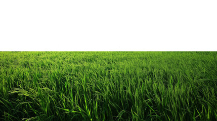 Obraz premium Lush Green Grass Field on Transparent Background