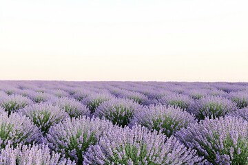 Obraz premium Lavender Field at Sunrise