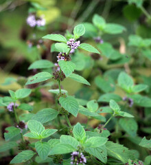 Field mint (Mentha arvensis) grows in nature
