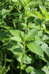 Field mint (Mentha arvensis) grows in nature