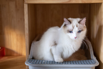 Cute Ragdoll cat in cat litter box