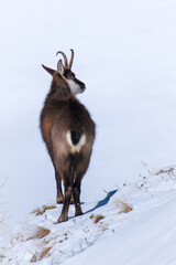 a chamois buck, rupicapra rupicapra, on the snowed in alps, the hohen tauern in the national park austria, ata sunny winter day