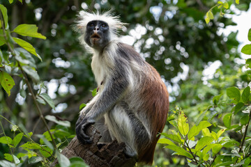 Zanzibar Red Colobus Monkey on Tree Stump in Jozani Forest