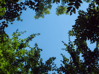 blue sky with tree leaves all around seen from below