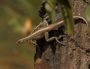 lizard on a stone 