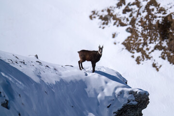 a chamois buck, rupicapra rupicapra, on the snowed in alps, the hohen tauern in the national park austria, ata sunny winter day