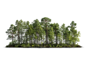 a group of trees in the middle of a lake cutout image and isolated on transparent background 